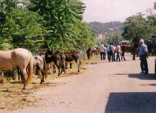 ΚΑΛΛΙΠΕΥΚΗ_ΠΑΖΑΡΙ_ΕΛΑΣΣΟΝΑΣ_1