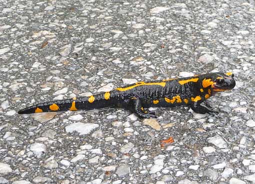 ΚΑΛΛΙΠΕΥΚΗ_ΣΑΛΑΜΑΝΔΡΑ