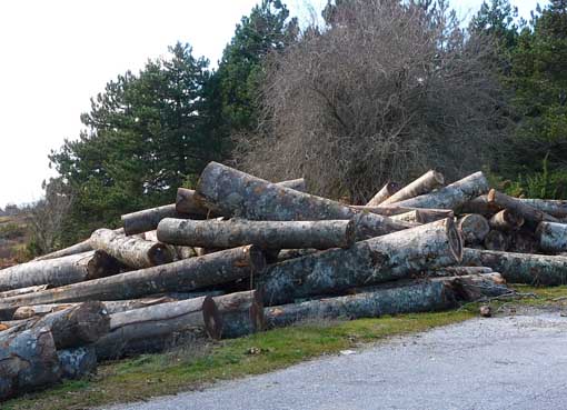 002_Δ_ΚΑΛΛΙΠΕΥΚΗ_ΞΥΛΑ