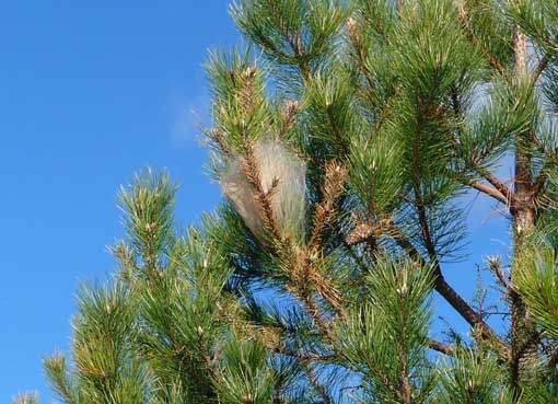 005_Δ_ΚΑΛΛΙΠΕΥΚΗ_ΚΑΜΠΙΕΣ