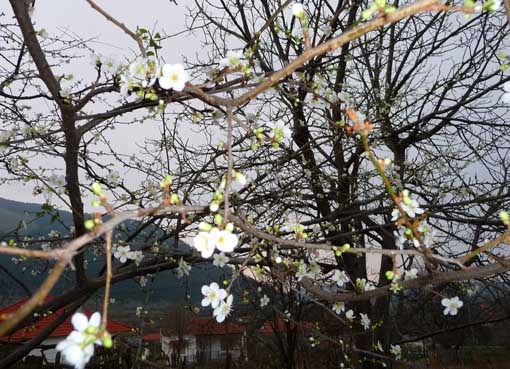 006_Δ_ΚΑΛΛΙΠΕΥΚΗ_ΑΜΥΓΔΑΛΙΑ_ΑΝΘΙΣΜΕΝΗ