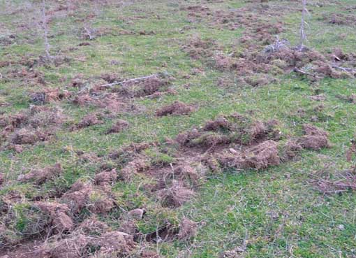 007_Δ_ΚΑΛΛΙΠΕΥΚΗ_ΑΓΡΙΟΓΟΥΡΟΥΝΑ