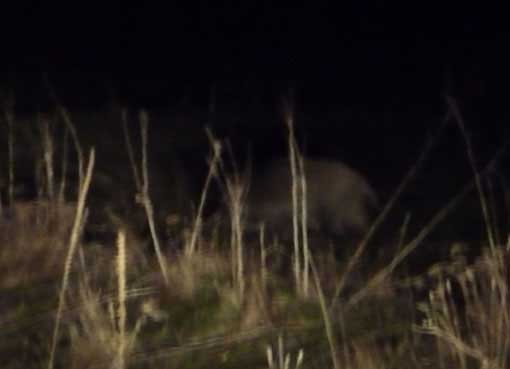 008_Δ_ΚΑΛΛΙΠΕΥΚΗ_ΑΓΡΙΟΓΟΥΡΟΥΝΑ