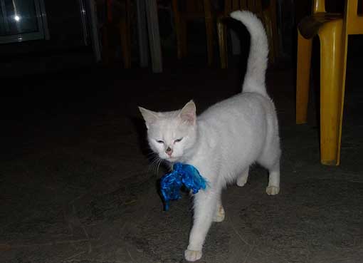 Σ_ΚΑΛΛΙΠΕΥΚΗ_ΓΑΤΙ