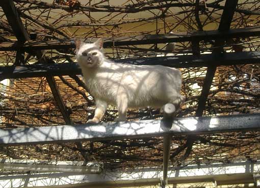 Σ_ΚΑΛΛΙΠΕΥΚΗ_ΓΑΤΙ_3