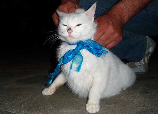 Σ_ΚΑΛΛΙΠΕΥΚΗ_ΓΑΤΙ_4