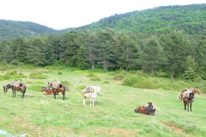 008_ΔΙΜΗΝΟ_ΑΛΟΓΑ