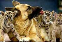 e skilos tigris