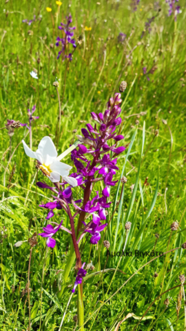 Αμαλία Βιγκάτο