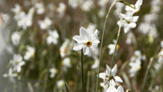 Γεροφωτη Μαρια 1 (3)