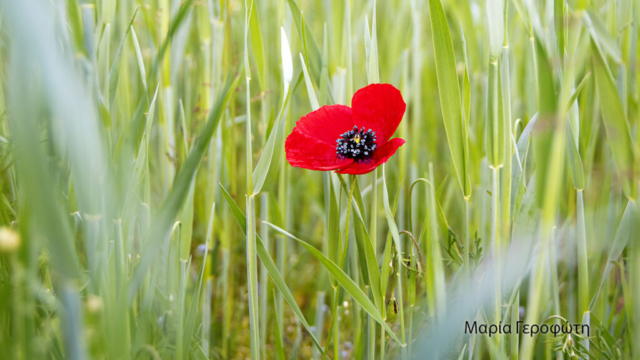 Γεροφωτη Μαρια 1 (5)