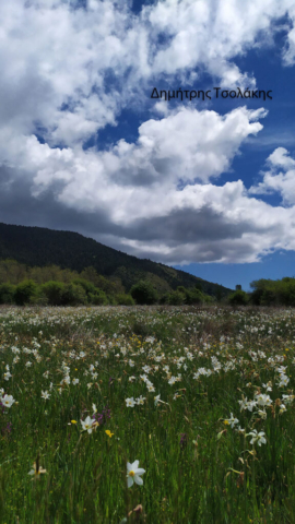 Δημήτρης Τσολάκης (1)