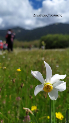 Δημήτρης Τσολάκης (1)