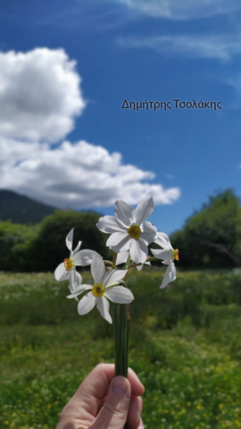 Δημήτρης Τσολάκης (2)
