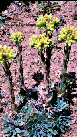 Θ Παπαδημητρίου 132 ΜΑΙΟΣ 1991 ΑΜΑΡΑΝΤΟΣ (2)