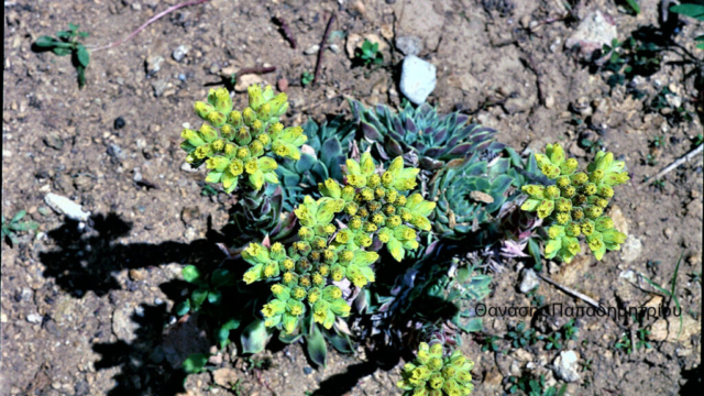 Θ Παπαδημητρίου131 ΜΑΙΟΣ 1991 ΑΜΑΡΑΝΤΟΣ (2)