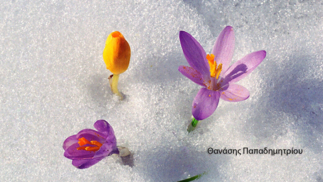 Θανάσης Παπαδημητρίου (1)