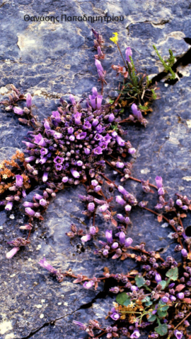 Θανάσης Παπαδημητρίου (2)