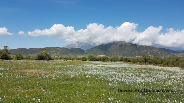 ΠΑΠΑΙΩΑΝΝΟΥ (2)