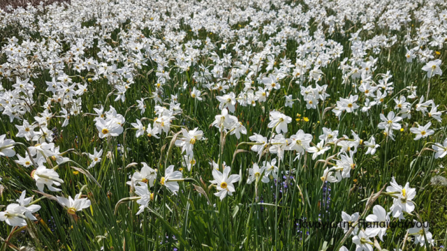 ΠΑΠΑΙΩΑΝΝΟΥ (3)