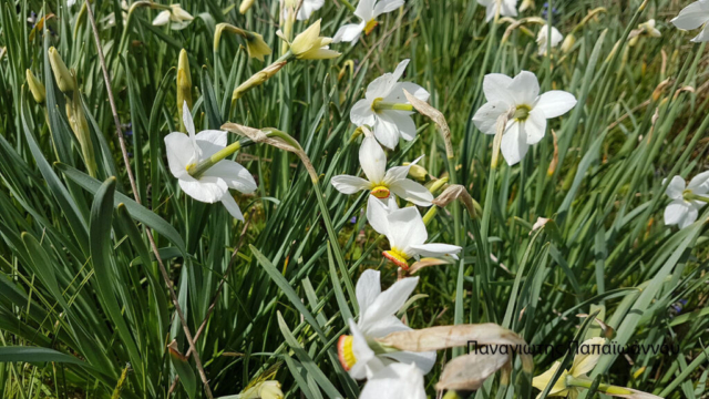 ΠΑΠΑΙΩΑΝΝΟΥ (4)