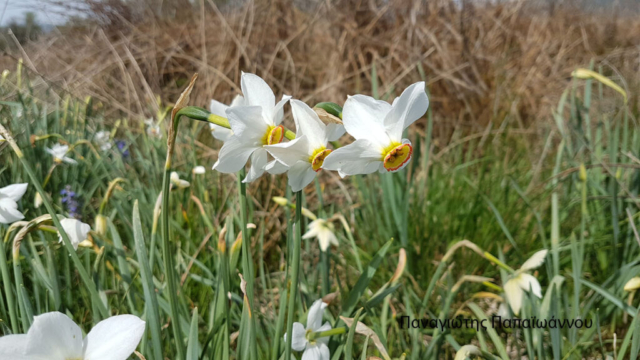 ΠΑΠΑΙΩΑΝΝΟΥ (5)