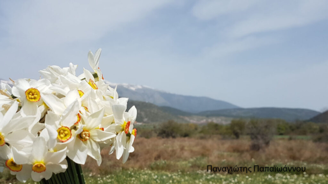 ΠΑΠΑΙΩΑΝΝΟΥ (6)