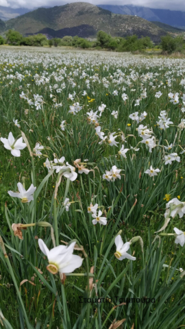 Σταματία Τσιμπούρα (1)