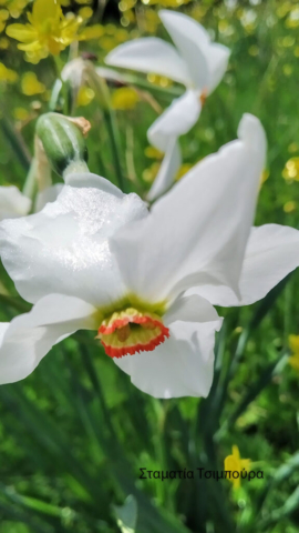 Σταματία Τσιμπούρα (2)