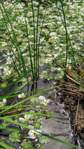 Σταματία Τσιμπούρα (3)