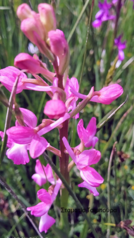 Σταματία Τσιμπούρα (4)