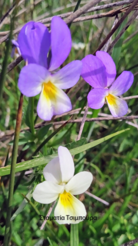 Σταματία Τσιμπούρα (5)