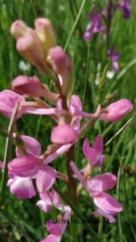 Σταματία Τσιμπούρα (6)