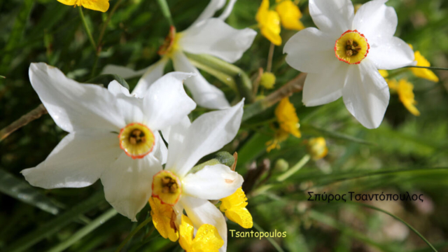 Τσαντόπουλος 3