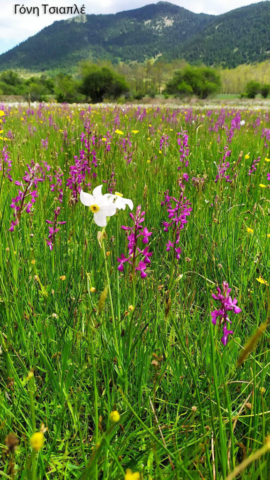 Τσιαπλέ Γόνη